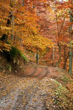 An image of road in yellow autumn forest