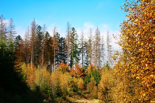 An image of a trees in forest. Autumn theme