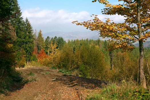 An image of lane in yellow autumn forest
