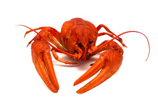 A large cooked red lobster over white