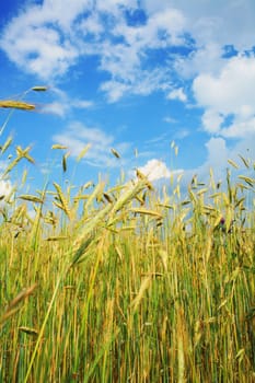 Stock photo: an image of yellow field of wheat and blue sky