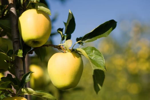 An image of yellow apples on the tree