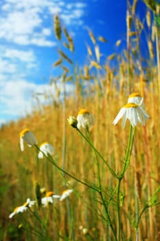 An image of field with white daisy