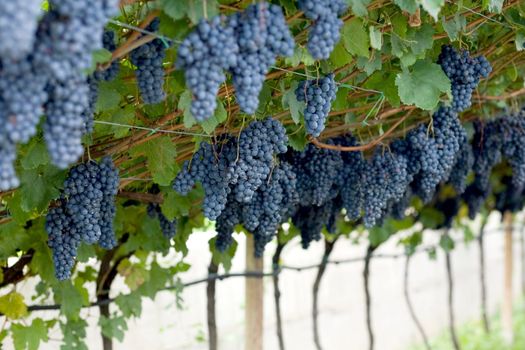 An image of bright violet bunches of grapes