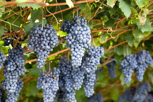 An image of bright violet bunches of grapes