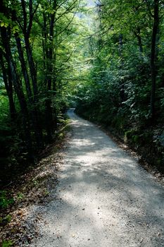 An image of a road in green forest