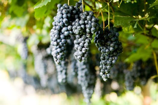 An image of bunches of blue grapes