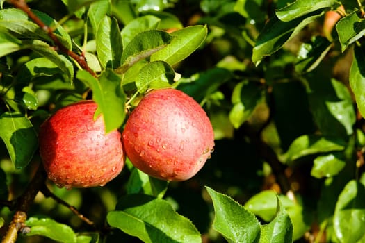 An image of red apples on the tree