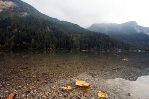 An image of yellow leaves on the water 