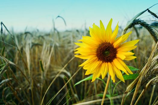 An image of solitude sunflower on a field