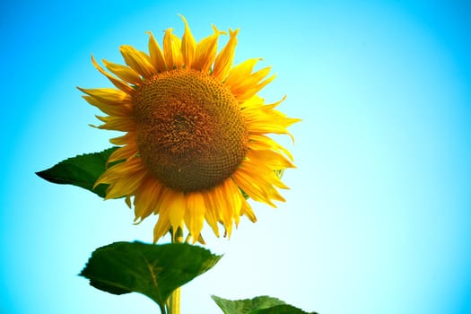 An image of a sunflower on background of blue sky