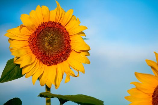 An image of yellow sunflower on blue background