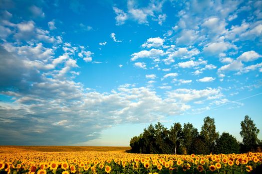 A field of sunflowers under sky with clouds