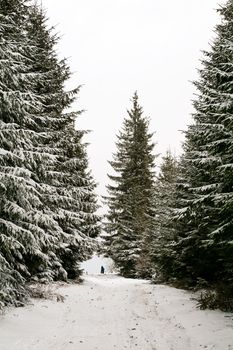 Stock photo: nature: an image of beautiful winter forest