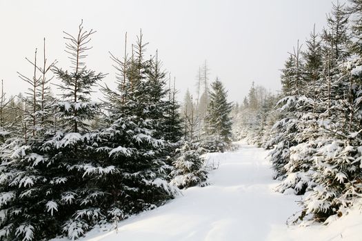 Stock photo: nature theme: an image of beautiful winter forest 