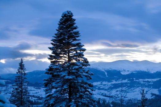 An image of blue dawn in the mountains and fir-trees