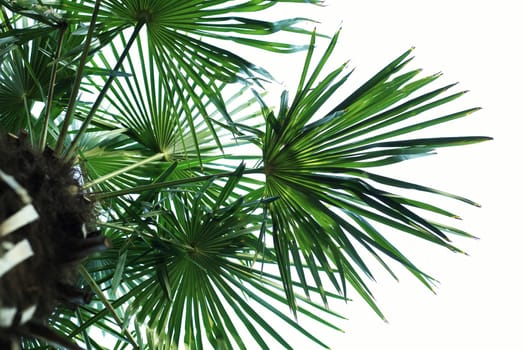 An image of Palm Leaf section with backlighting