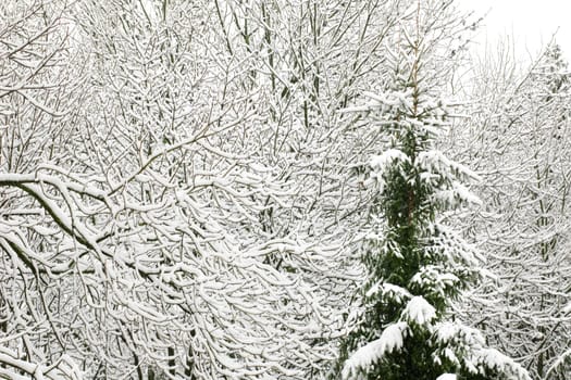 An image of fir-tree in park