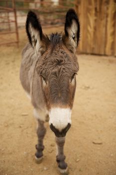 A gray donkey with a white nose standing straight into the camera