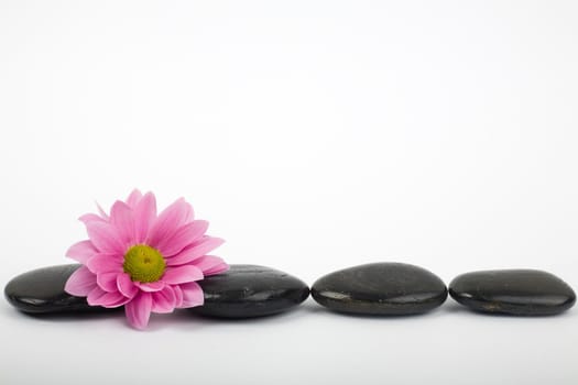 A row of black stones for SPA and flower