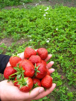 The image of palms full of strawberries