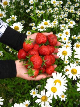 The image of palms full of strawberries above camomiles