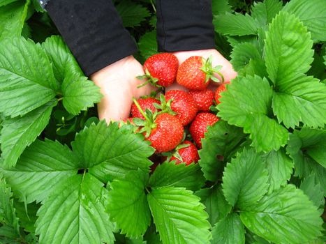 The image of palms full of strawberries