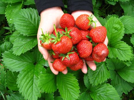 The image of palms full of strawberries