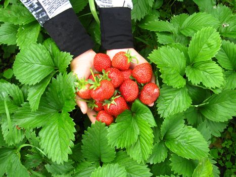 The image of palms full of strawberries