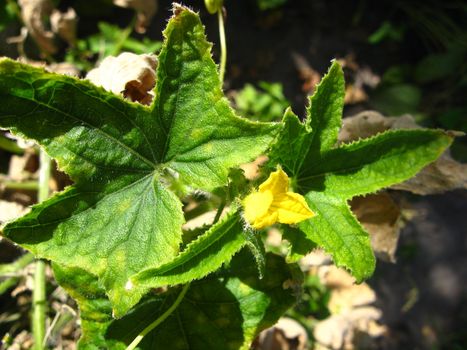 The image of flower of a cucumber with leaves