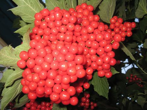 The image of cluster of a red ripe guelder-rose