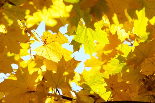 autumn leaves background in sunny day