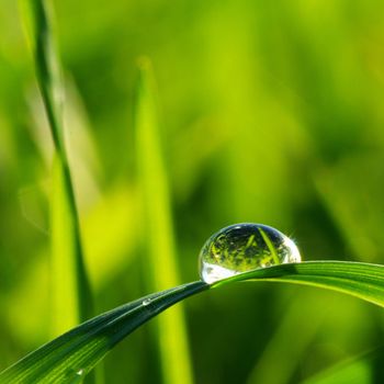 Dew drop on a blade of grass 