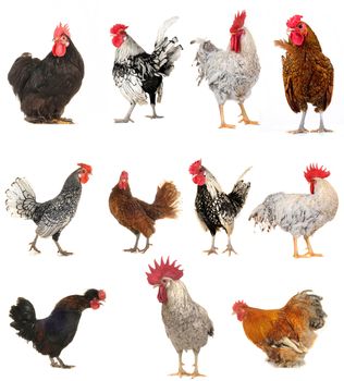 cock on a white background                               