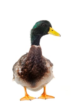  duck on a white background           