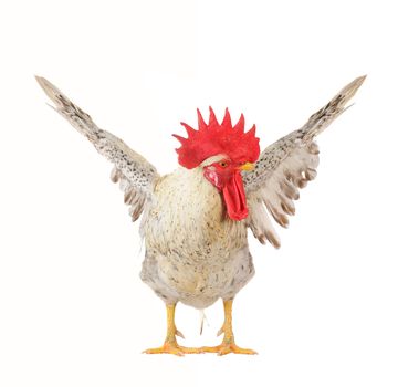   white cock on a white background