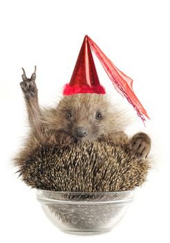 Hedgehog with gesture a victory on a white background
