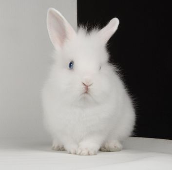 white rabbit �n a white background