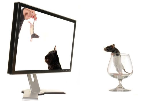  Rat on a background of the monitor