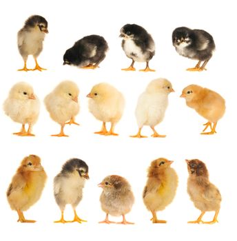  chicks and  on a white background