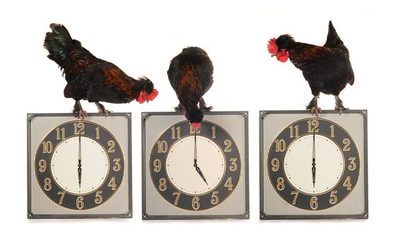 Cocks on hours on a white background