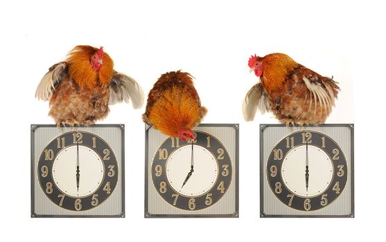 Cocks on hours on a white background