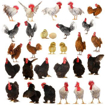 cocks on a white background                               