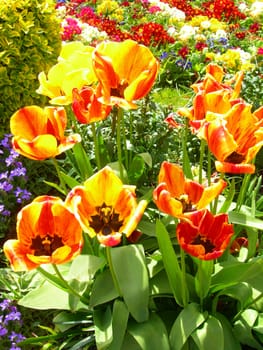Different colourful spring flowers in a meadow with main focus in tulips.