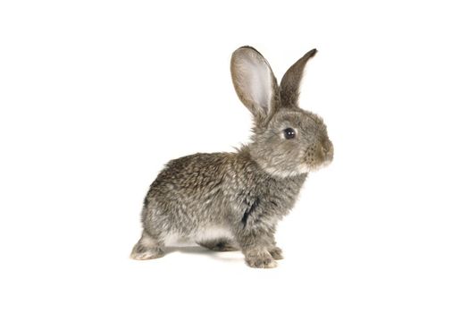 grey rabbit on a white background