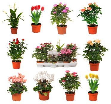 houseplant chopin in brown clay flowerpot, isolated

