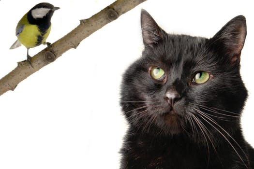 Black cat on a white background