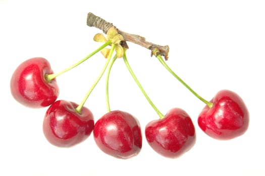 Red cherry �n a white background