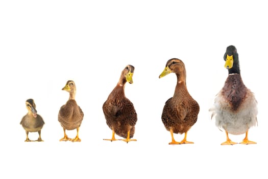 ducks on a white background           