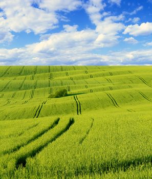 Green field with a tree                               